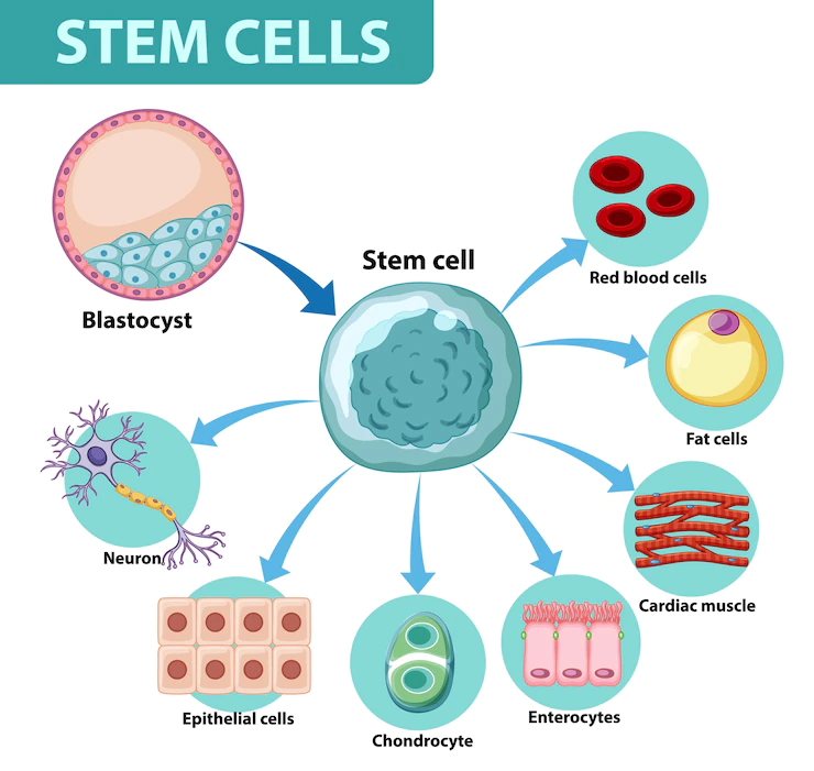 الخلايا الجذعية واستخدامتها